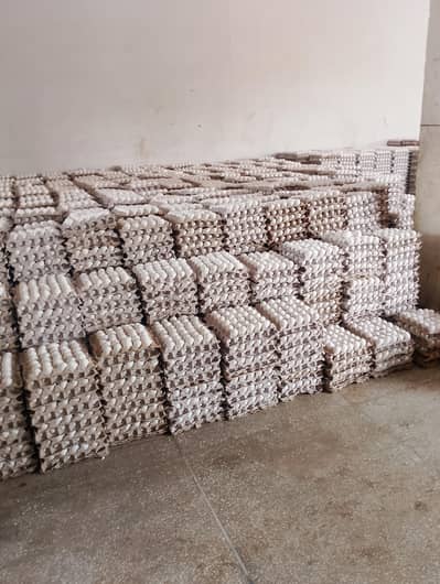 Layer Hen Egg wholesale