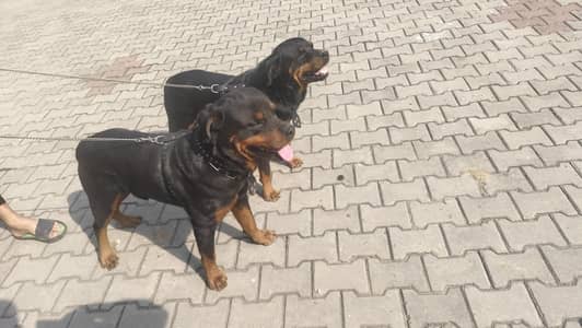 Rottweiler pair for sale