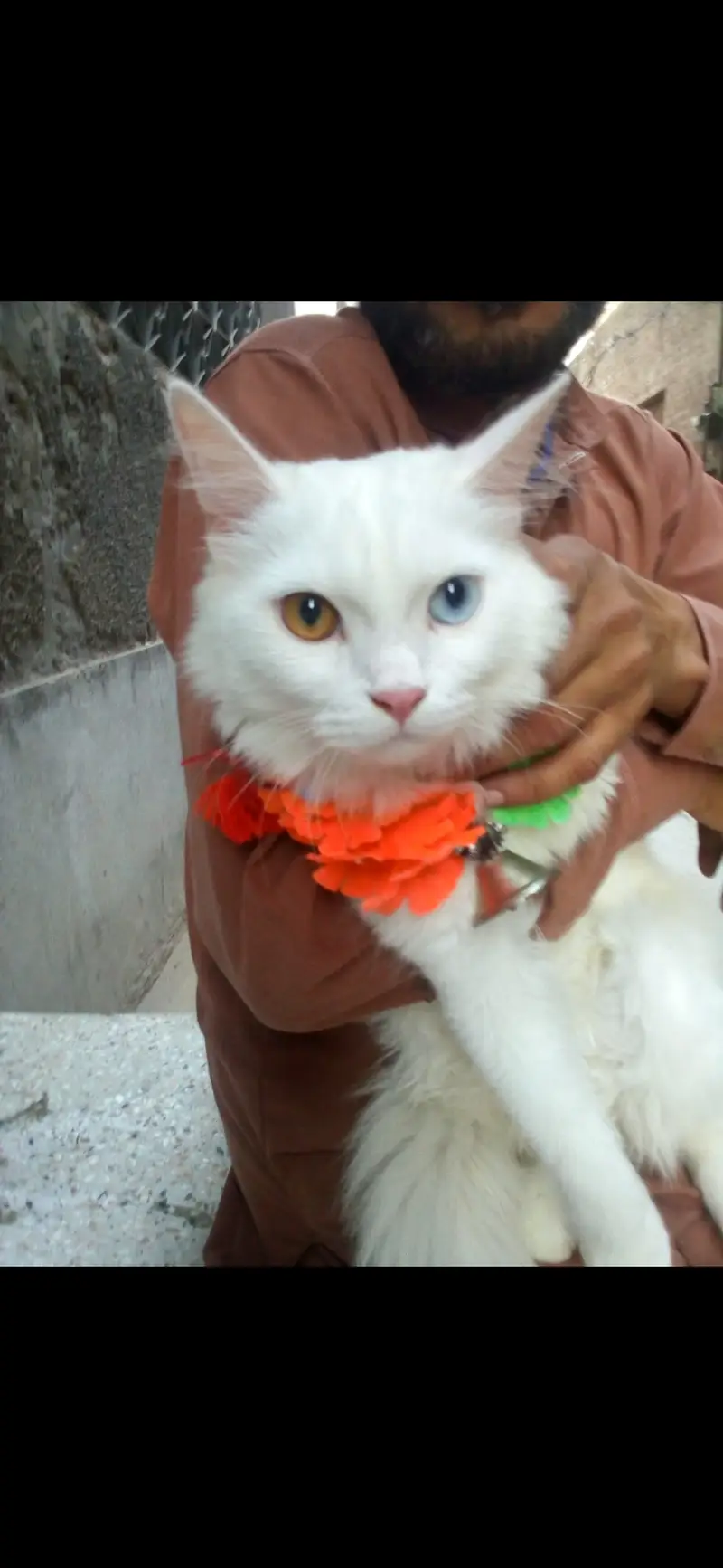 Beautiful pet — photo 2