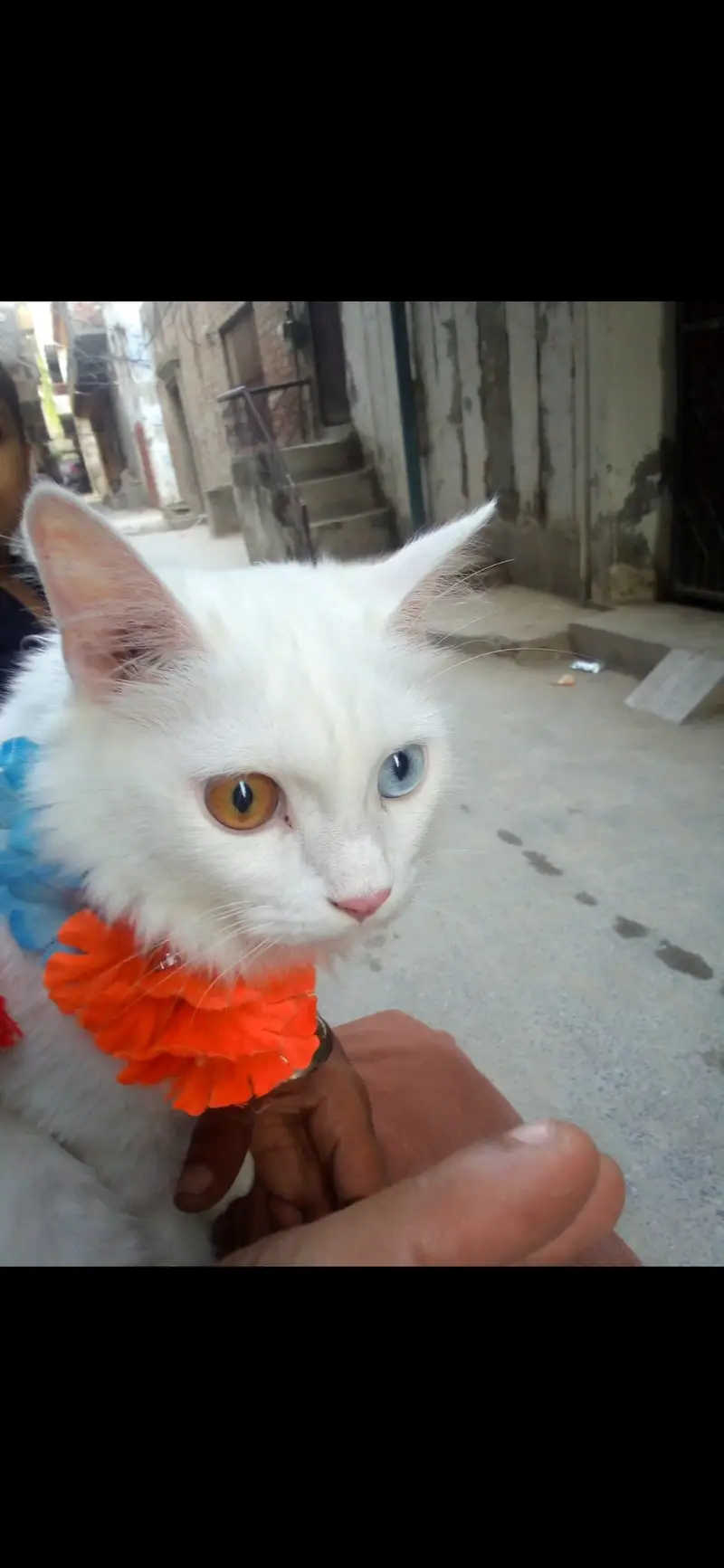 Beautiful pet — photo 3