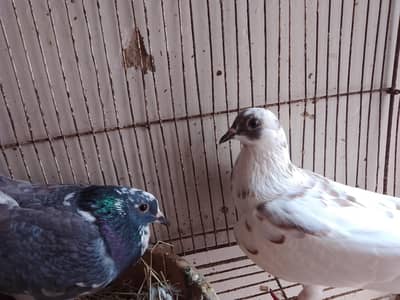 kabra pair