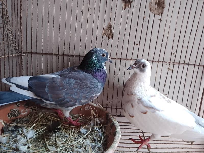 kabra pair 1