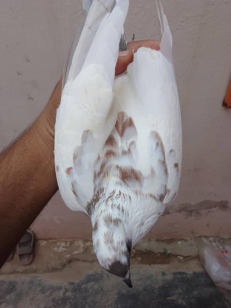 kabra pair 2