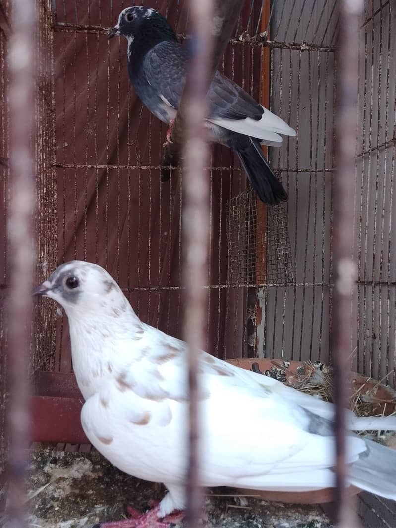 kabra pair 5