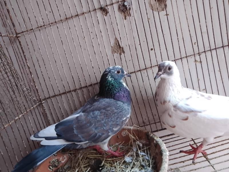 kabra pair 6