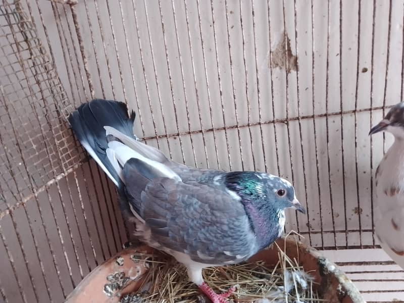 kabra pair 7