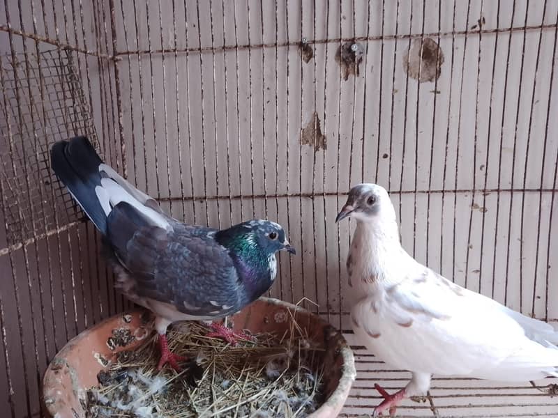 kabra pair 8