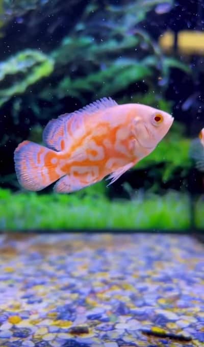 All fish big discount offer