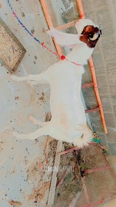 kamori gaban bakri