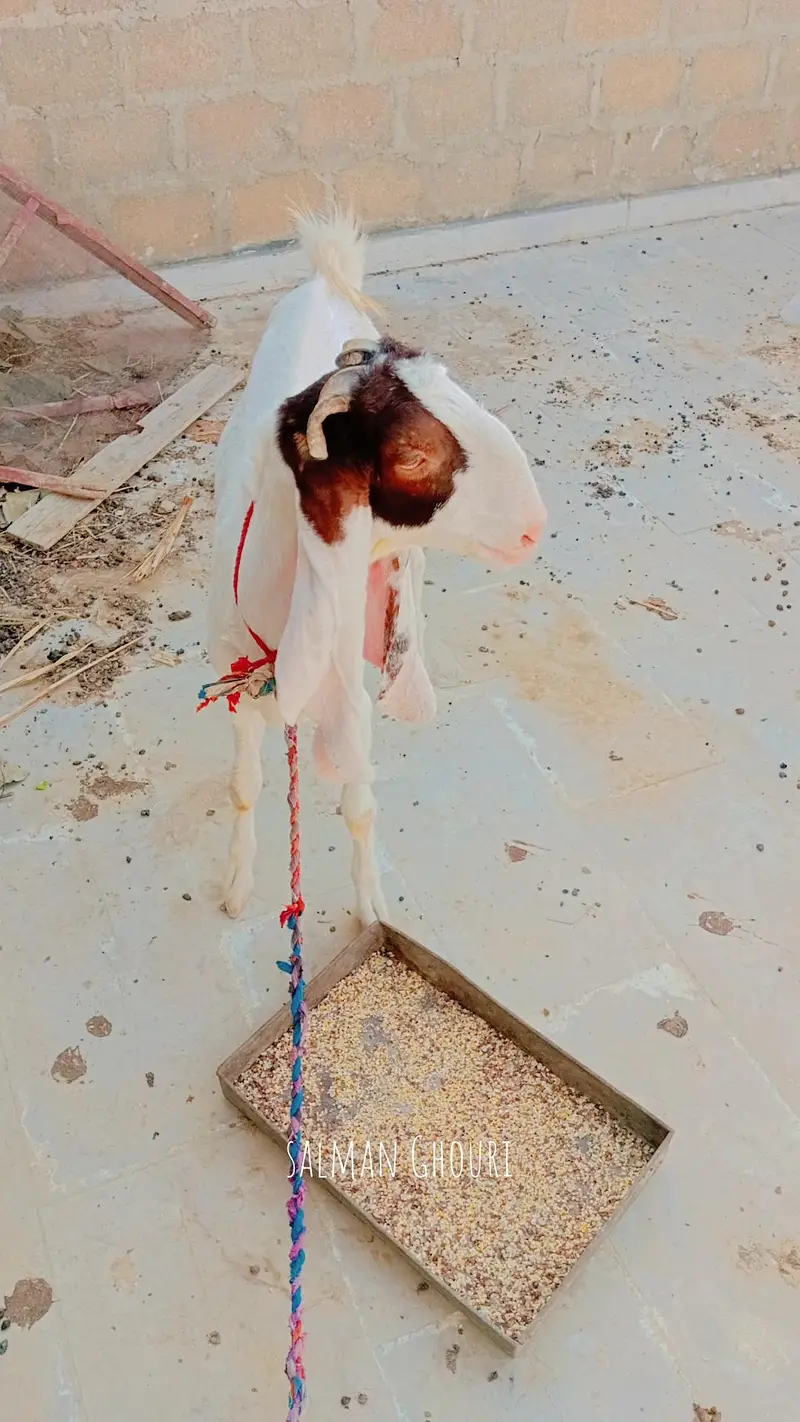 kamori gaban bakri — photo 2