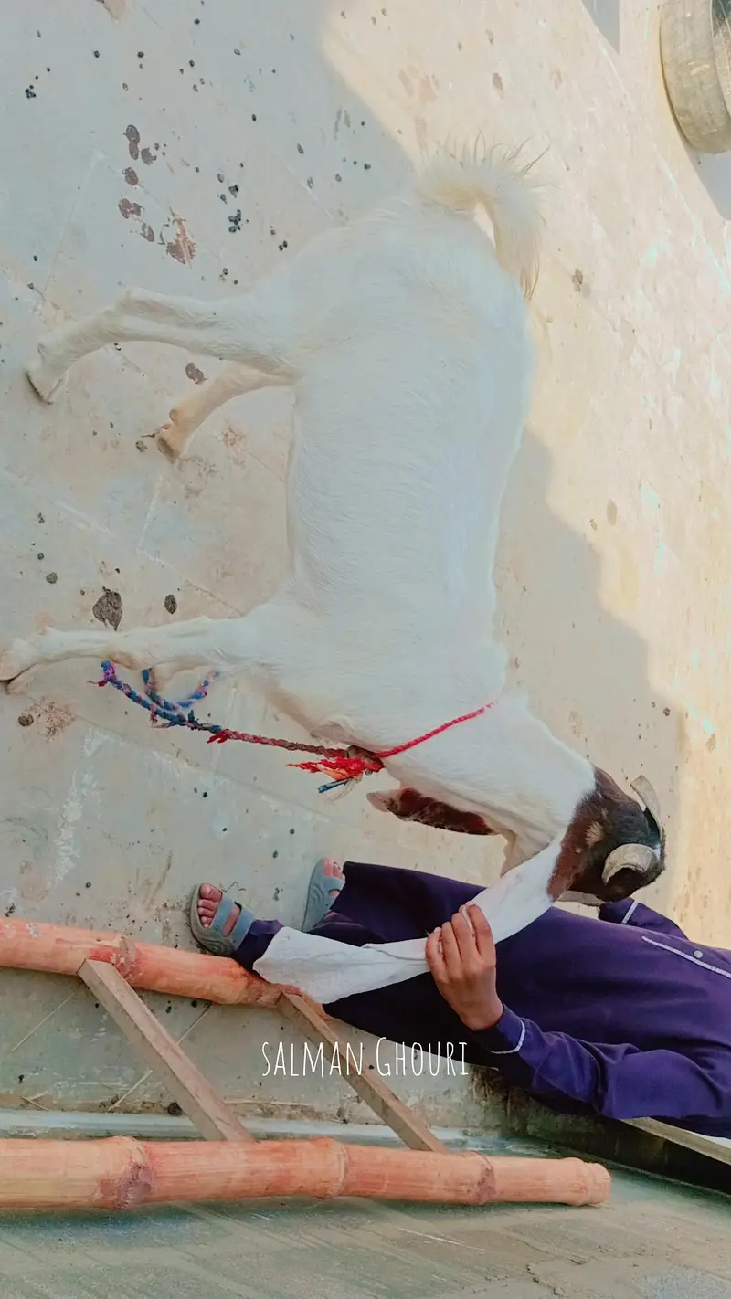 kamori gaban bakri — photo 3