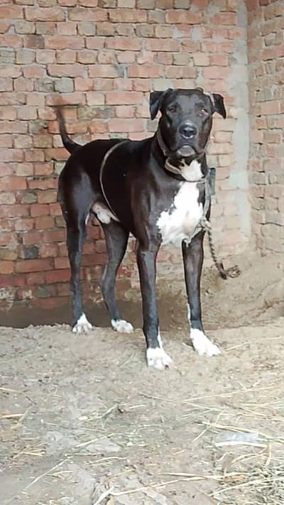 Dog for sale | pure bully patha | height 31.5 |No 03417220659