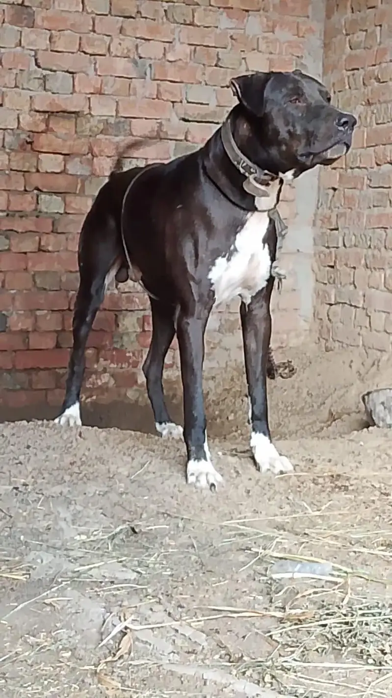 Dog for sale | pure bully patha | height 31.5 |No 03417220659 — photo 2