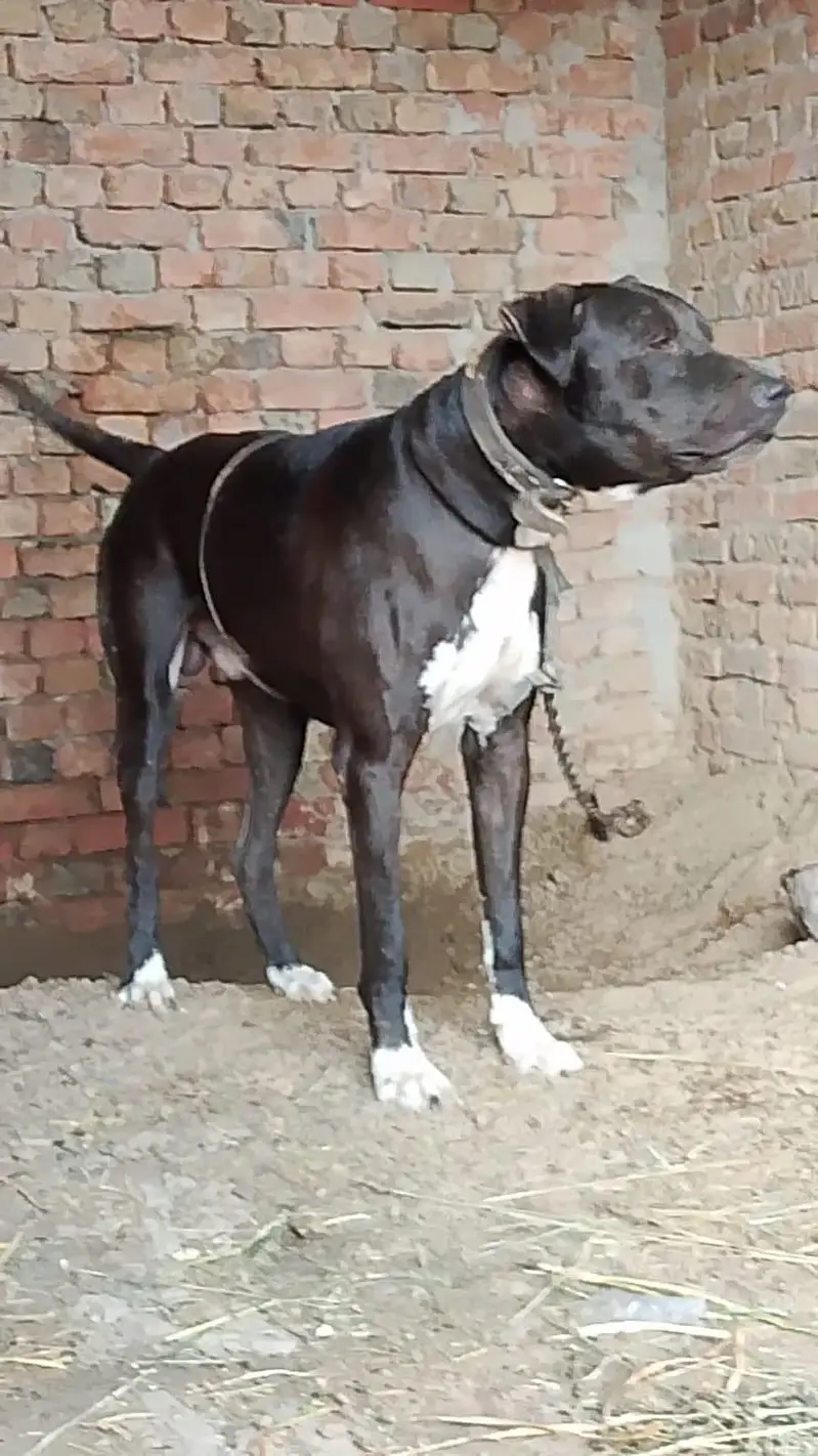 Dog for sale | pure bully patha | height 31.5 |No 03417220659 — photo 3