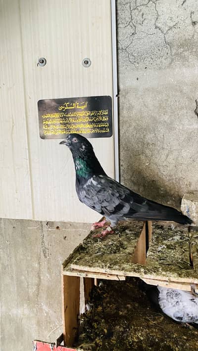 Diferent types of pigeon that likes teddy ferozpuri hera lal dove wala