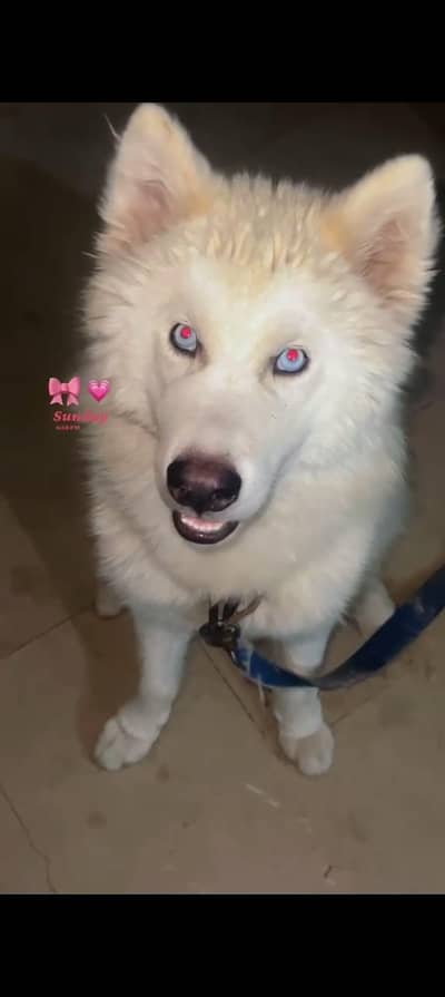 husky male blue eyes