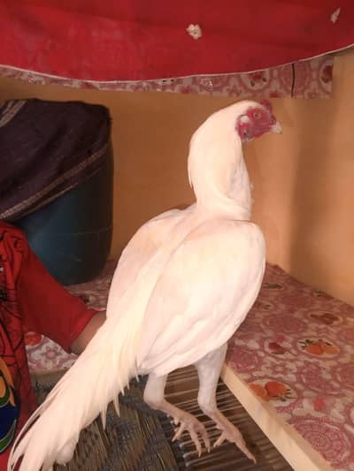 For sale watsapp:03145399328