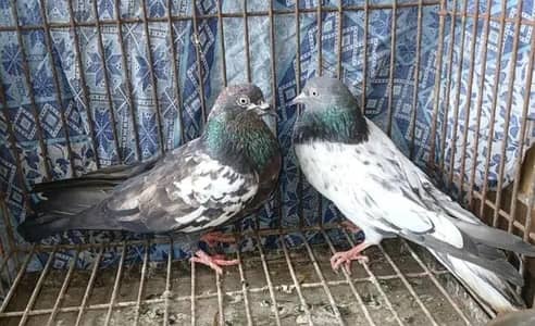 High flyer pigeon