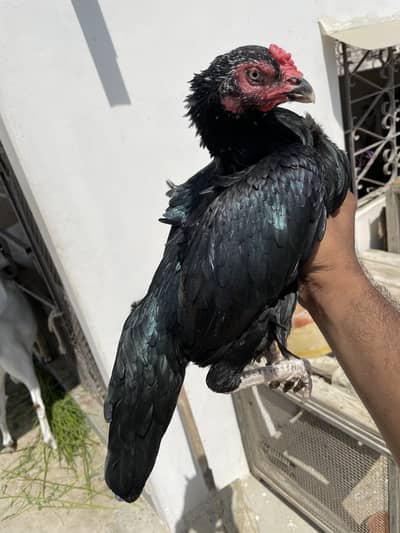 MUSHKI LASANI ASEEL MADI AVAILABLE