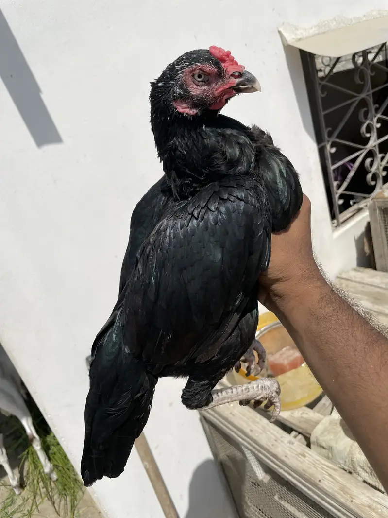 MUSHKI LASANI ASEEL MADI AVAILABLE — photo 2