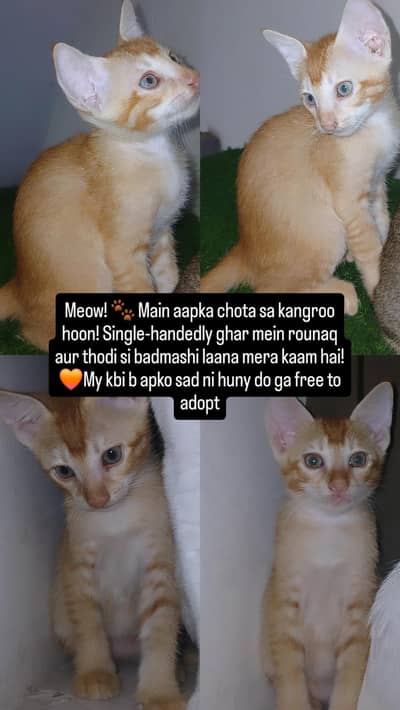 kitten for adoption