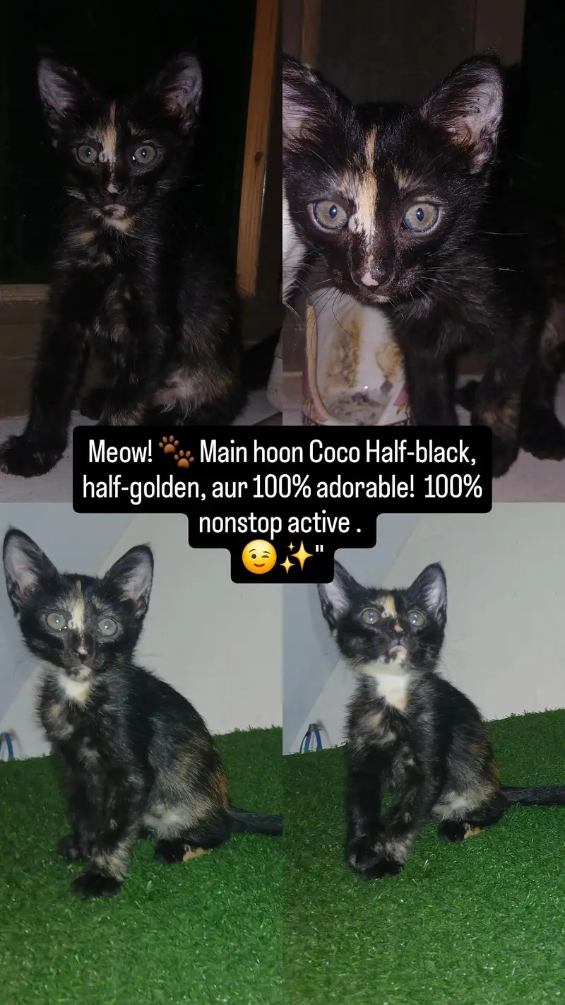kitten for adoption — photo 2