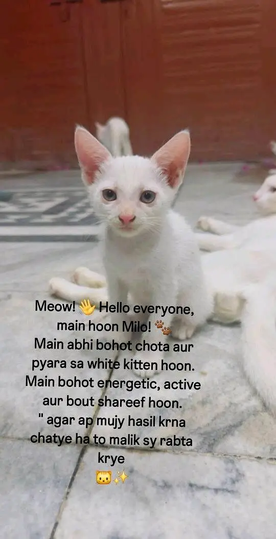 kitten for adoption — photo 5