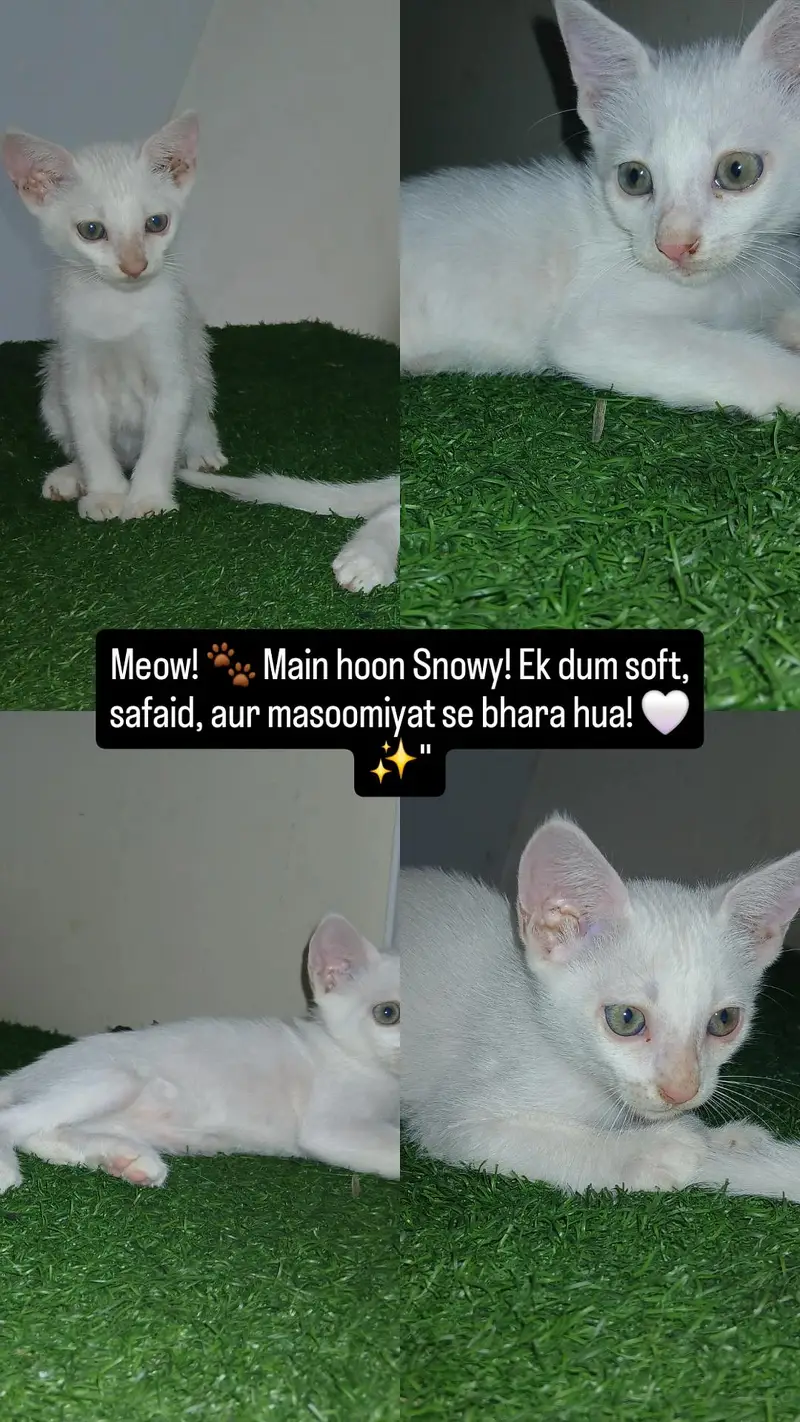 kitten for adoption — photo 6