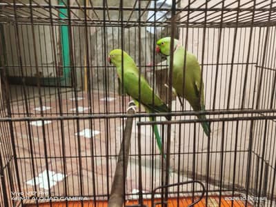 Mashallah  Green ring nick pair and baby