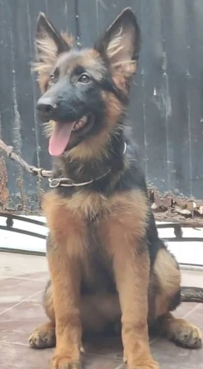 Pedigree GSD puppies