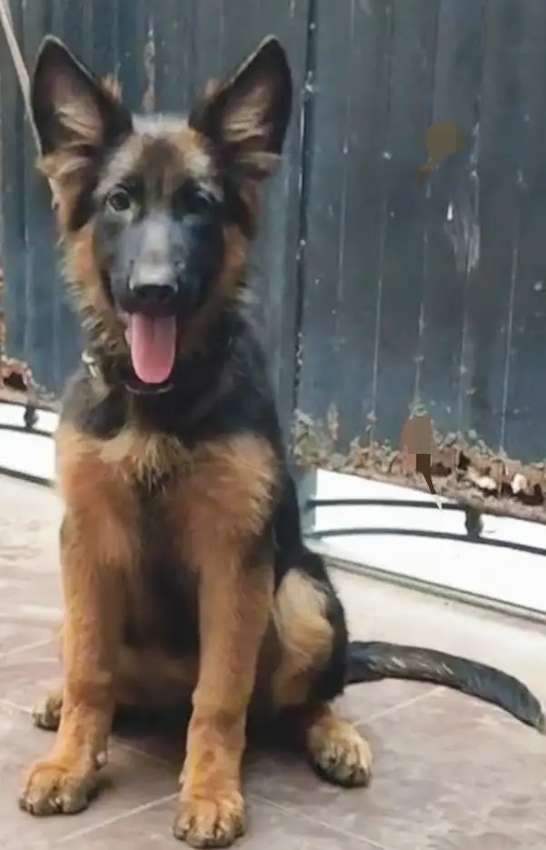 Pedigree GSD puppies — photo 2