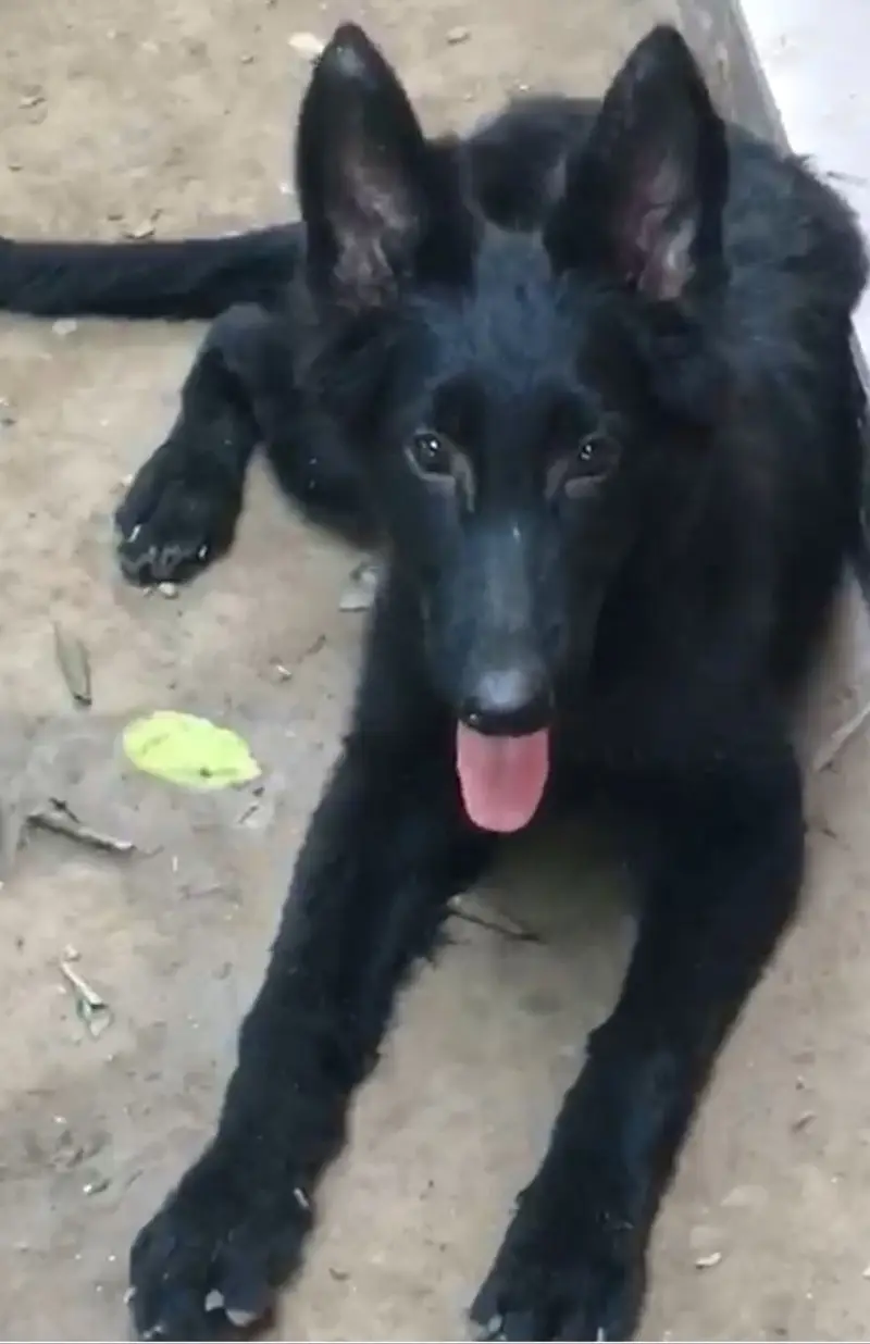 Pedigree GSD puppies — photo 3
