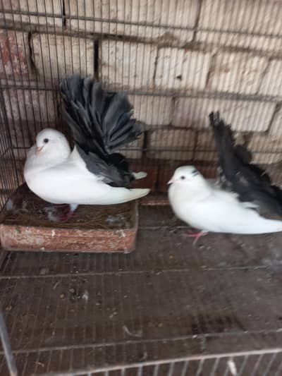 black tail, Red tail , fan tail