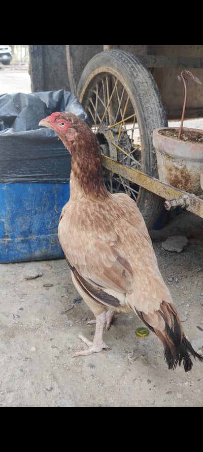 lakhi madi sale Whatsapp 03012693422