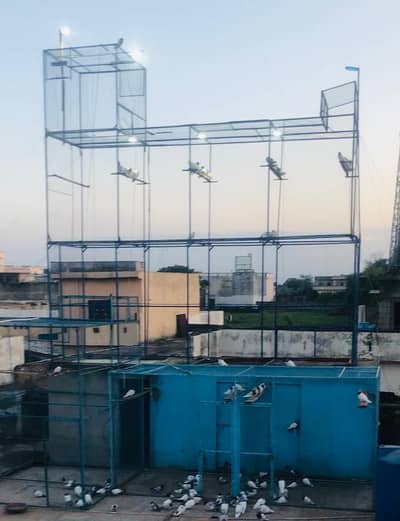 Kabutero KY leya bohat achi quality ka cage ha yah