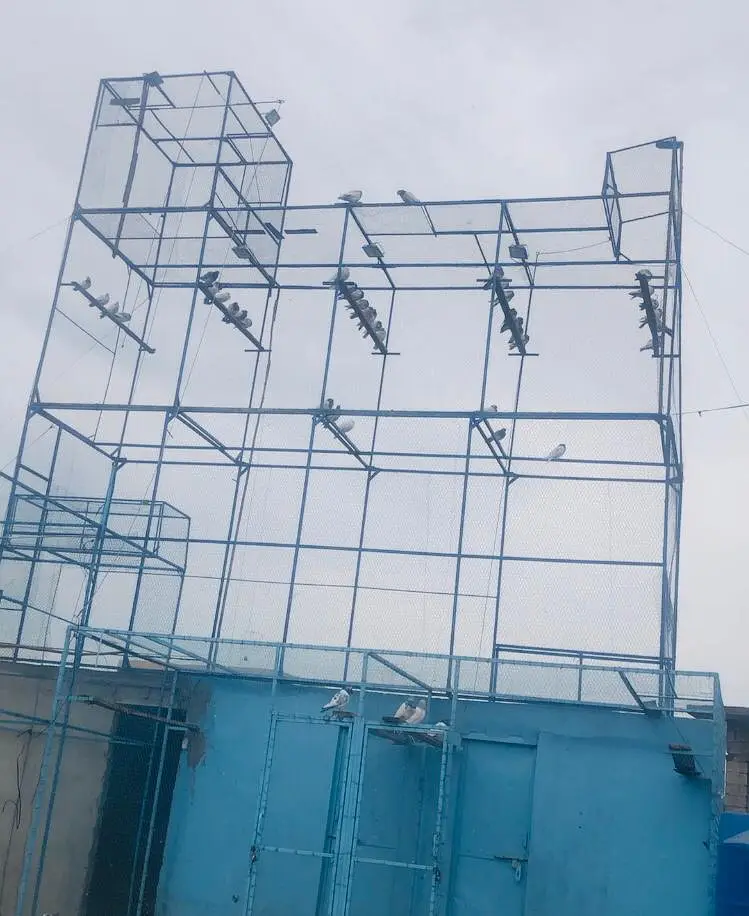 Kabutero KY leya bohat achi quality ka cage ha yah — photo 2