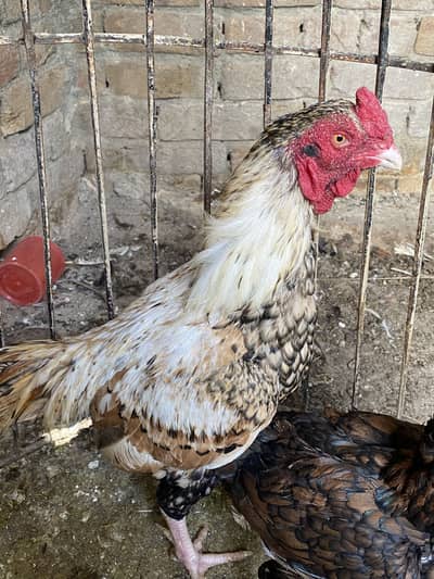 Pure aseel pair for sale full jawan