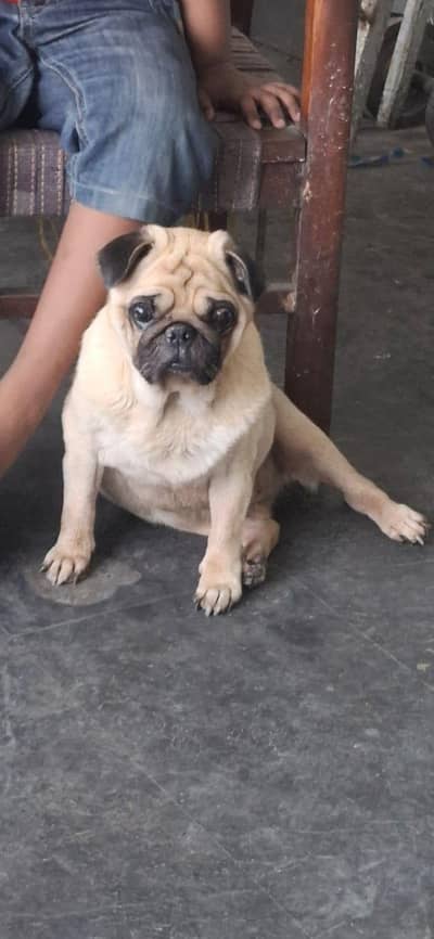 PUG MALE AVAILABLE FOR SALE STUD ALSO AVAILABLE