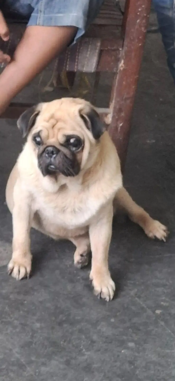 PUG MALE AVAILABLE FOR SALE STUD ALSO AVAILABLE — photo 2