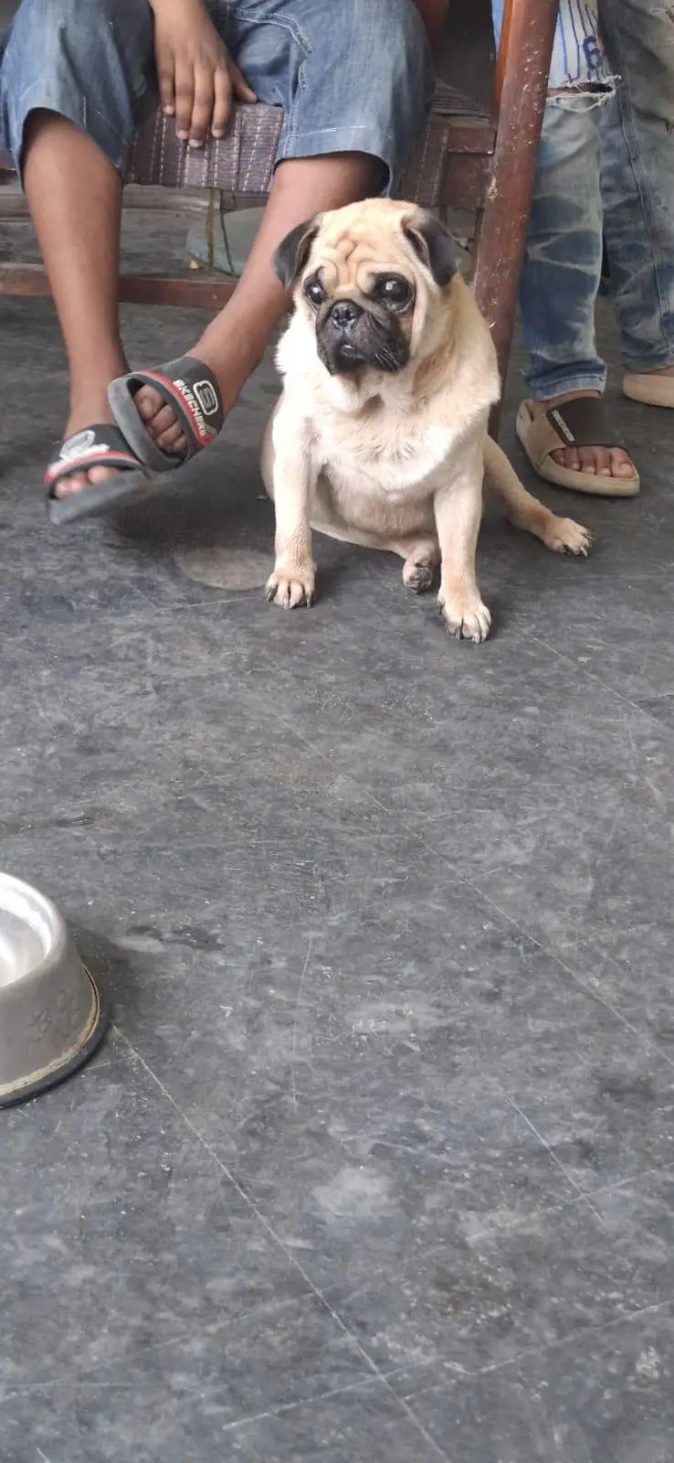 PUG MALE AVAILABLE FOR SALE STUD ALSO AVAILABLE — photo 3