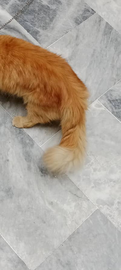 percian male triple coated ginger colour