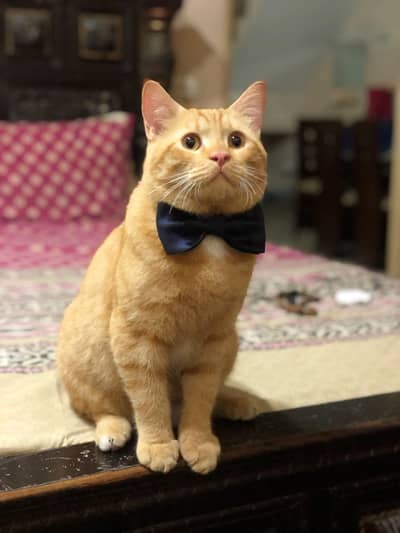 A Persian domestic mix male cat