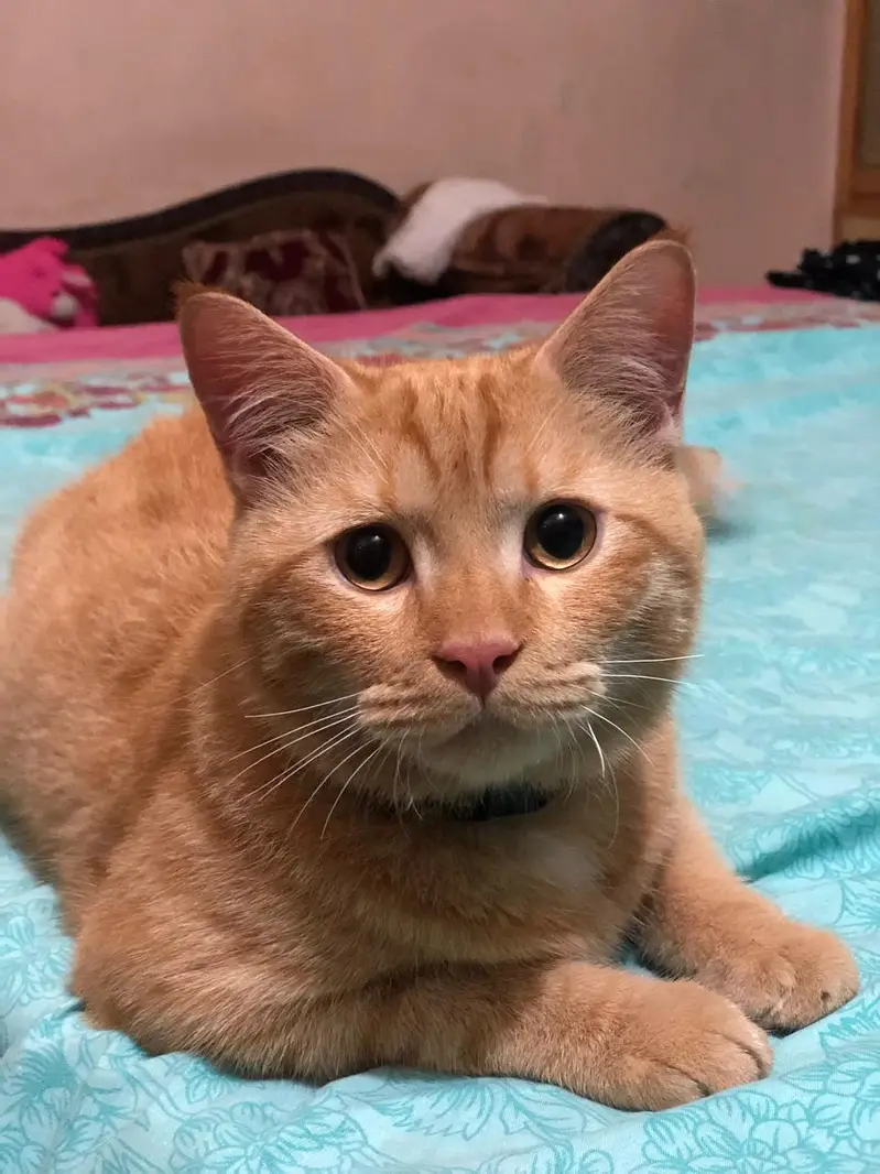 A Persian domestic mix male cat — photo 2