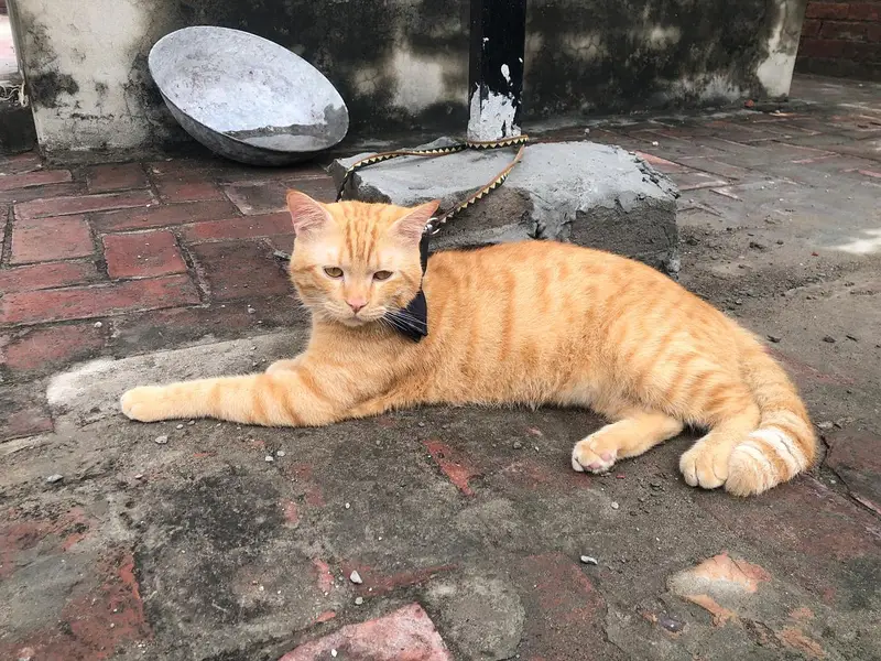 A Persian domestic mix male cat — photo 3