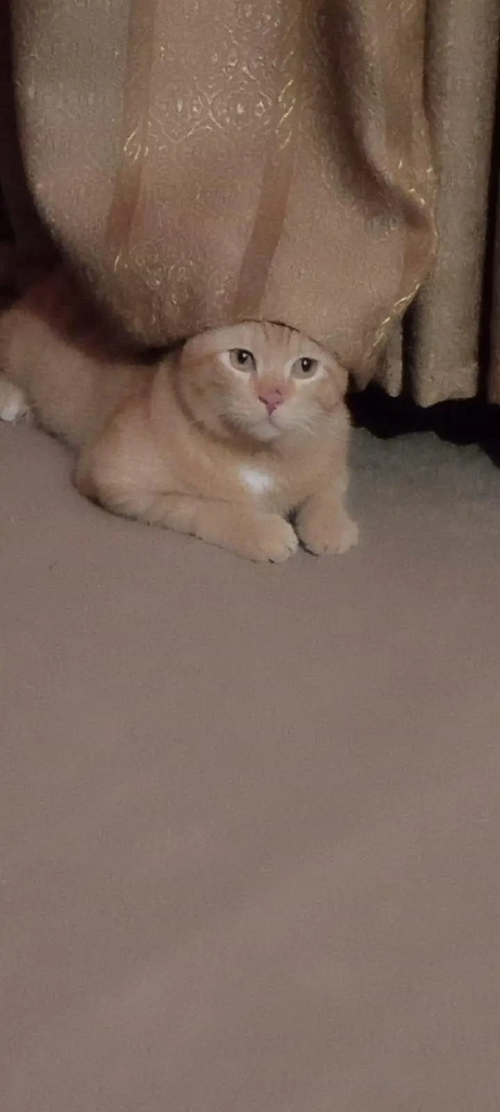 A Persian domestic mix male cat — photo 4