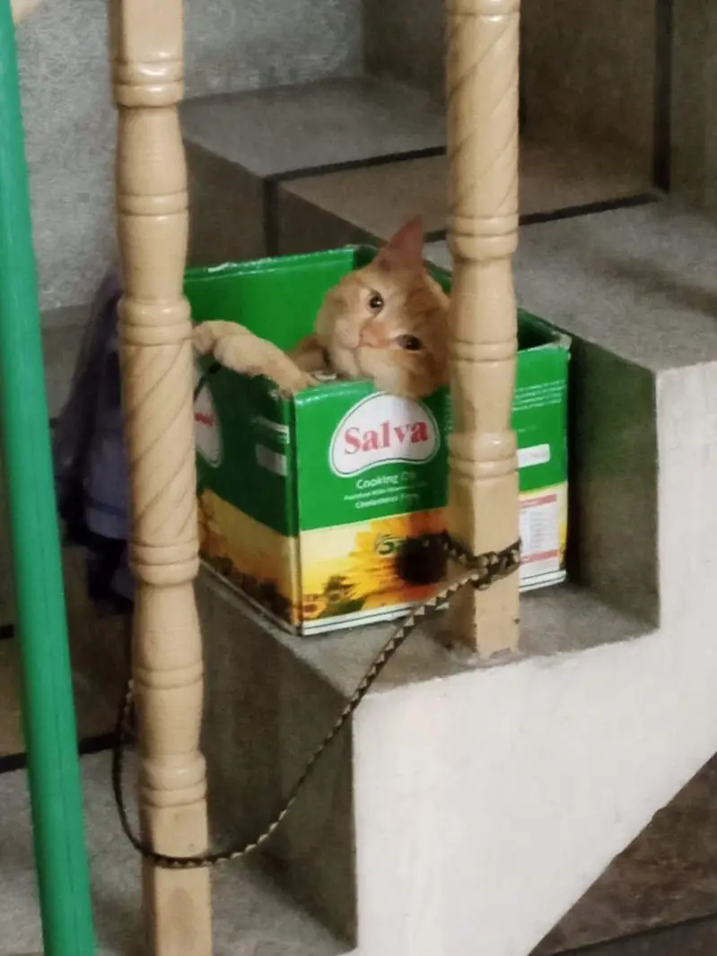 A Persian domestic mix male cat — photo 5