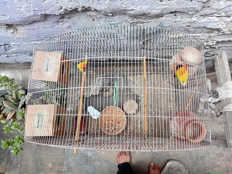 Iron Cage for sale 0332-3416177 watsapp — photo 2