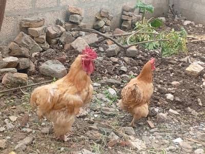 Hens golden buff