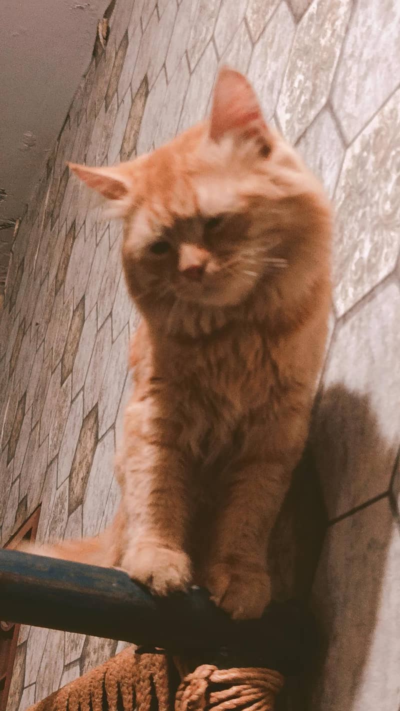 Persian 2