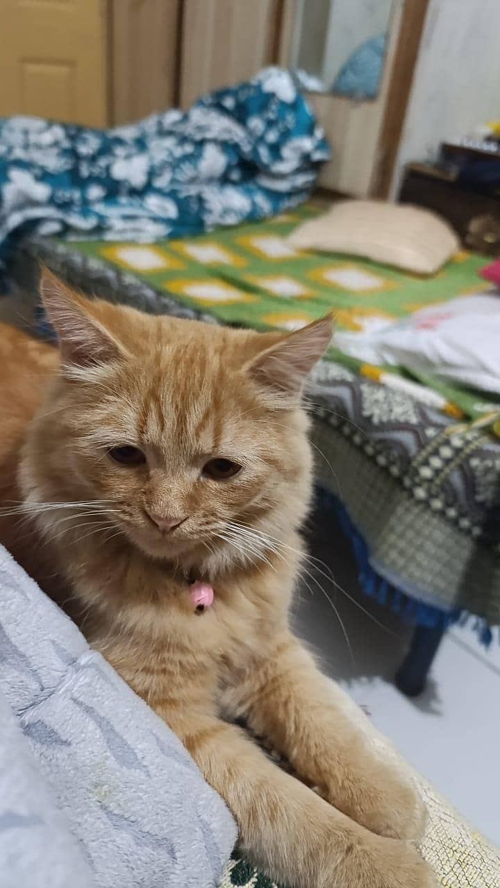 Persian 3